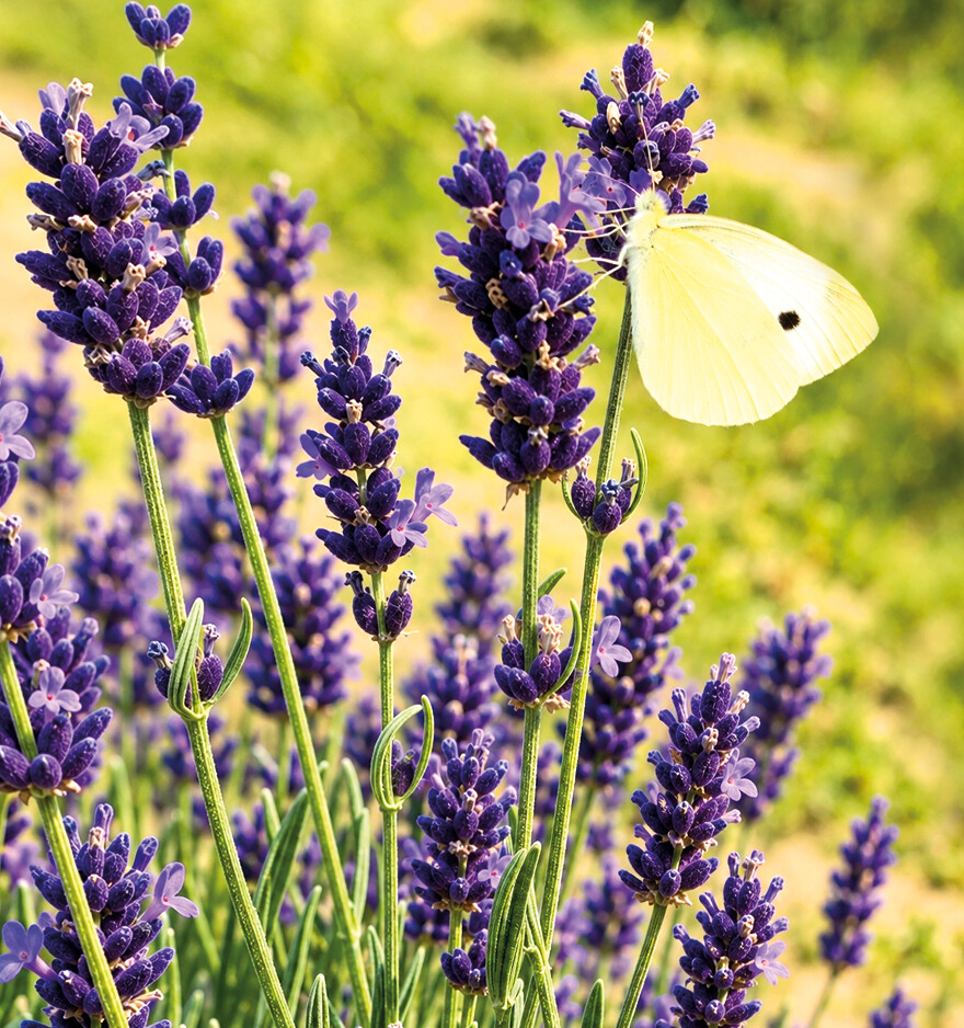 CERNY LAVENDER
