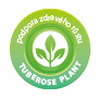 Tuberose plant