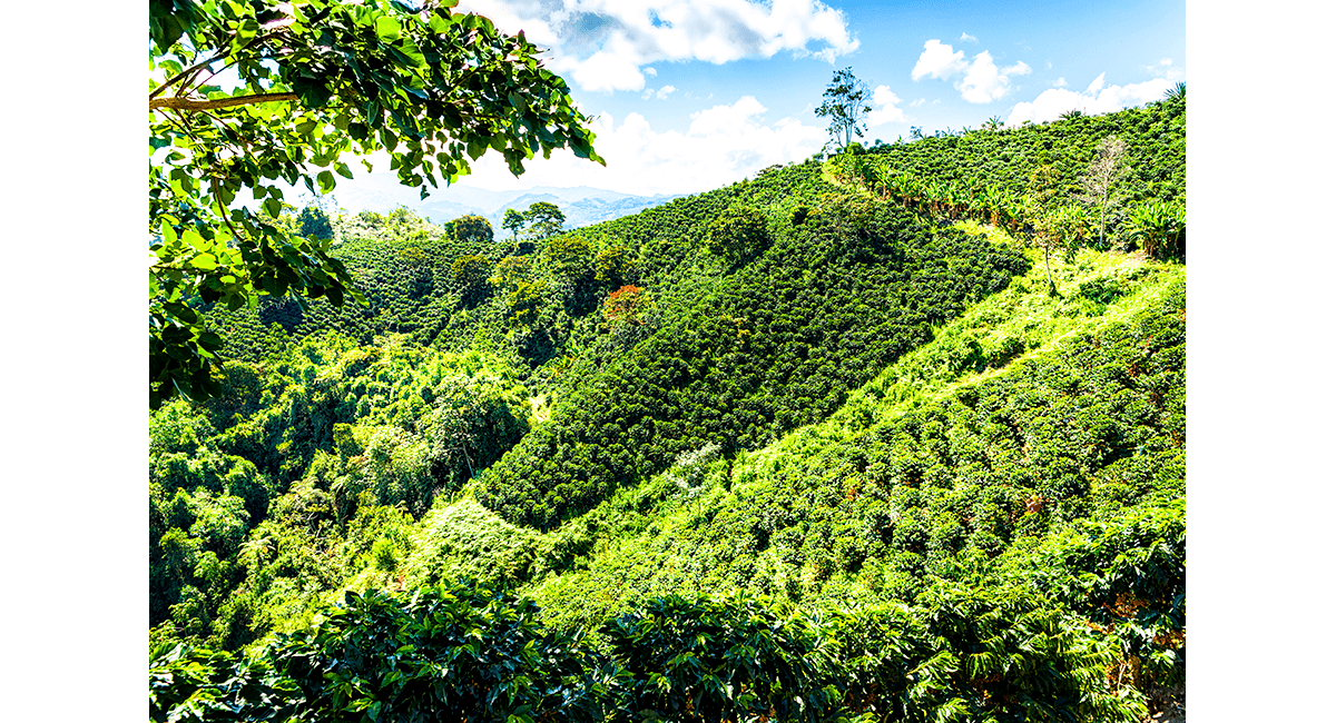 článek-kafe-plantáž