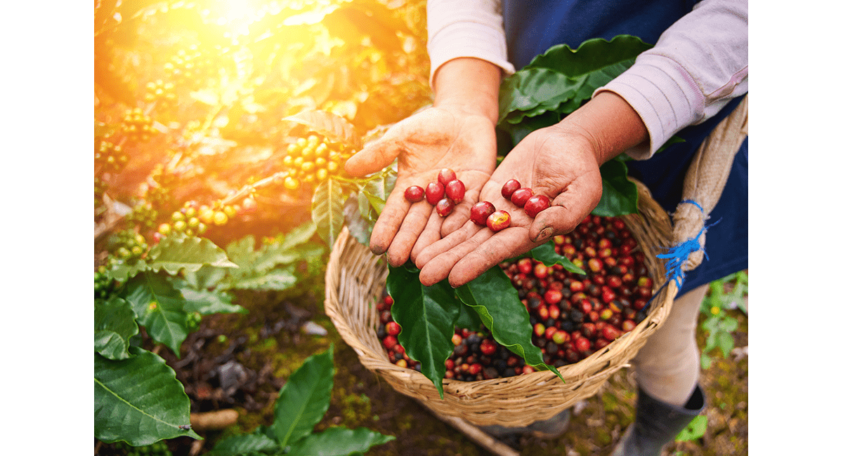 stock-photo-red-coffee-beans-in-farmer-hand-macro-close-up-view-1484485607