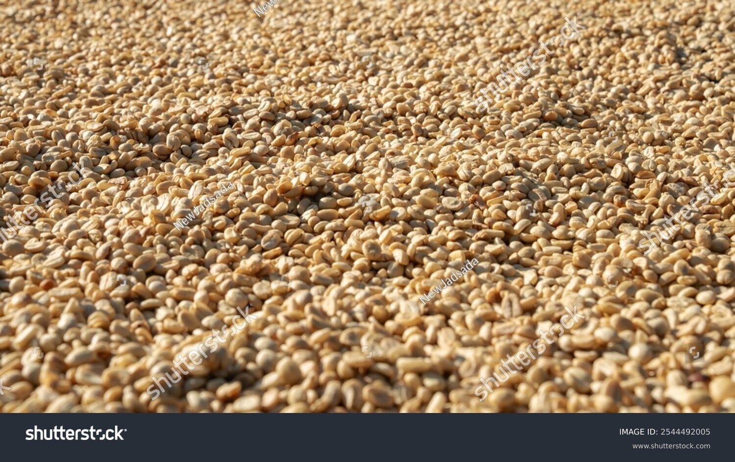 stock-photo-outstanding-coffee-process-coffee-green-beans-500633338 stock-photo-outstanding-coffee-process-coffee-green-beans-500633338